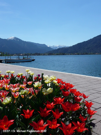 Tegernsee Sommer Blumen Foto